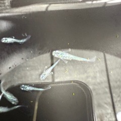【メダカ】　ゴブリン稚魚20匹の画像