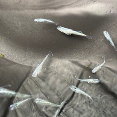 【メダカ】　ゴブリン稚魚20匹の画像