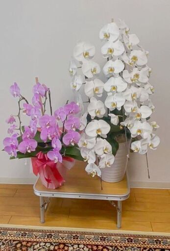 胡蝶蘭　２鉢　大輪胡蝶蘭