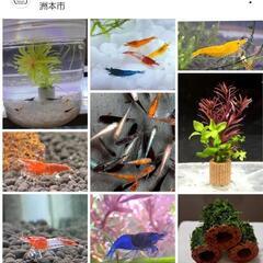 8/23(土)淡路島育ててマーケットに出店します🦐