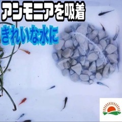 アンモニア吸着石　金魚　フィルター　カルキ抜き　の画像