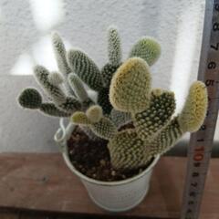 多肉植物の画像