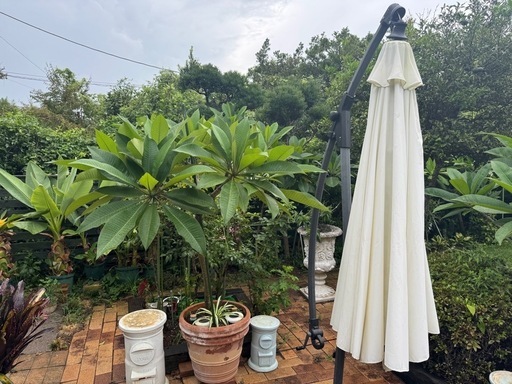 プルメリア大他にも出品しています