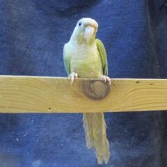 ウロコインコ １才　ブルーパイナップル　メス