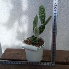 多肉植物の画像