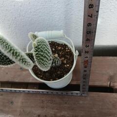 多肉植物の画像