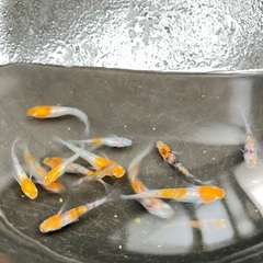 三色ラメメダカの画像