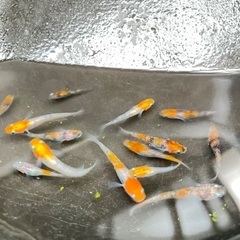 三色ラメメダカの画像