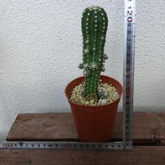 多肉植物🌵（最終値下げ）の画像