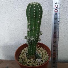 多肉植物🌵（最終値下げ）の画像