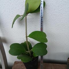 観葉植物の画像