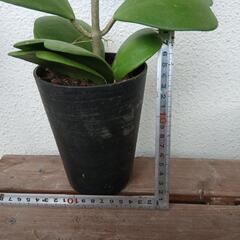 観葉植物の画像