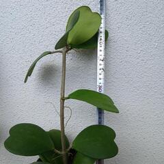 観葉植物の画像
