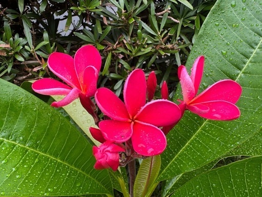 プルメリア大花咲中他にも出品しています