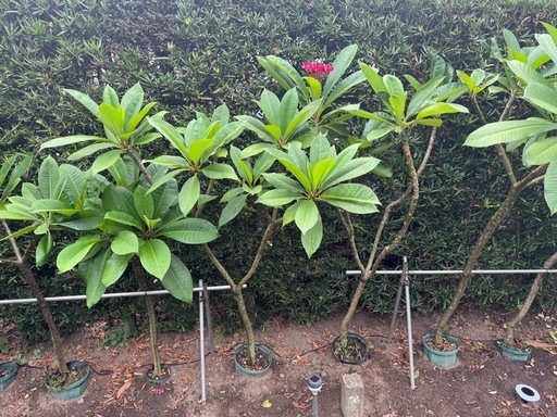 プルメリア大花咲中他にも出品しています