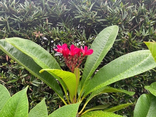 プルメリア大花咲中他にも出品しています