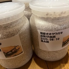 国産オオクワガタ　能勢SR血統　2令幼虫　菌糸瓶入りの画像