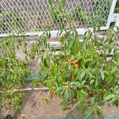 逗子 無料あげます ししとう ゴーヤー つるむらさき アロエ 紫蘇 シソ 植木 植物 樹木 花壇 花 家庭菜園 土いじり 観葉植物 栽培 DIY 畑 農園 木陽樹 ガーデン 盆栽 造園 緑化 庭いじり 菜園 野畑 植木鉢 プラントポット プランター グロスポット 0円 お譲りします 差し上げます テラコッタ 蔓紫 ツルムラサキ つる 夏 緑黄色野菜 庭木 落葉樹 ガーデニング 農業 花 盆栽 移殖 シンボルツリーの画像