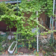 逗子 無料あげます ししとう ゴーヤー つるむらさき アロエ 紫蘇 シソ 植木 植物 樹木 花壇 花 家庭菜園 土いじり 観葉植物 栽培 DIY 畑 農園 木陽樹 ガーデン 盆栽 造園 緑化 庭いじり 菜園 野畑 植木鉢 プラントポット プランター グロスポット 0円 お譲りします 差し上げます テラコッタ 蔓紫 ツルムラサキ つる 夏 緑黄色野菜 庭木 落葉樹 ガーデニング 農業 花 盆栽 移殖 シンボルツリーの画像