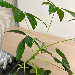観葉植物　編み込みパキラの画像