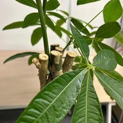 観葉植物　編み込みパキラの画像