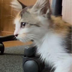 里親募集　2〜3カ月の女の子　鳴き声サイレントタイプ🐈　三…