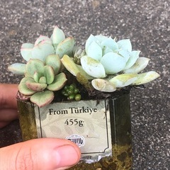 多肉植物 寄せ植えの画像