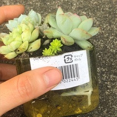 多肉植物 寄せ植えの画像