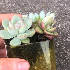 多肉植物 寄せ植えの画像