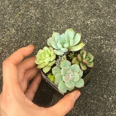 多肉植物 寄せ植えの画像