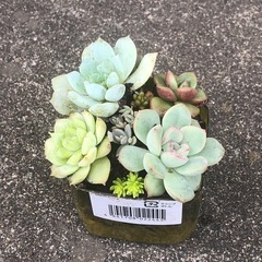 多肉植物 寄せ植えの画像