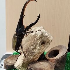 ヘラクレスオオカブトムシ ♂3頭の画像