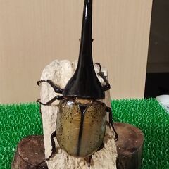 ヘラクレスオオカブトムシ ♂3頭の画像