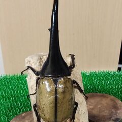 ヘラクレスオオカブトムシ ♂3頭の画像