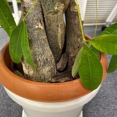 観葉植物　編み込みパキラの画像