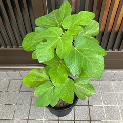 イチジク　　グリスビファレの画像