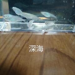 めだかの画像