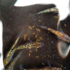 天界メダカ10匹若魚の画像