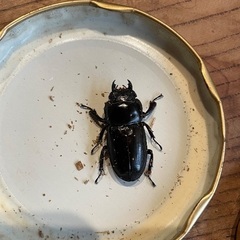 国産ヒラタクワガタ　ペアの画像
