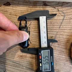 国産ヒラタクワガタ　ペアの画像