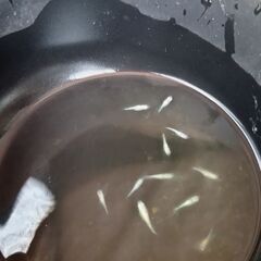 天界メダカ10匹若魚の画像