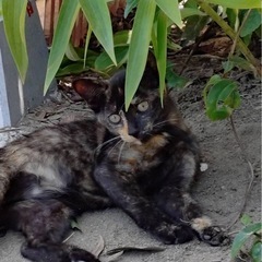 サビ猫