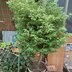 ランキングキーワードに紐づく投稿画像-観葉植物
