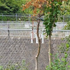 逗子 無料あげます庭木 植木 家庭菜園 ししとう ゴーヤー つるむらさき アロエ 紫蘇 シソ 植木 植物 樹木 花壇 花 家庭菜園 土いじり 観葉植物 栽培 DIY 畑 農園 木陽樹 ガーデン 盆栽 造園 緑化 庭いじり 菜園 野畑 植木鉢 プラントポット プランター グロスポット 0円 お譲りします 差し上げます テラコッタ 蔓紫 ツルムラサキ つる 夏 緑黄色野菜 庭木 落葉樹 ガーデニング 農業 花 盆栽 移殖 シンボルツリーの画像