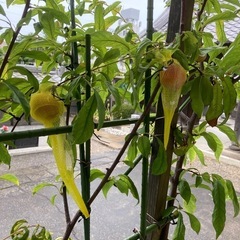 スモモ　ジュピター　自家受粉の画像
