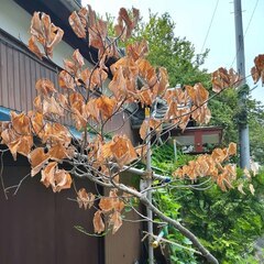 逗子 無料あげます庭木 植木 家庭菜園 ししとう ゴーヤー つるむらさき アロエ 紫蘇 シソ 植木 植物 樹木 花壇 花 家庭菜園 土いじり 観葉植物 栽培 DIY 畑 農園 木陽樹 ガーデン 盆栽 造園 緑化 庭いじり 菜園 野畑 植木鉢 プラントポット プランター グロスポット 0円 お譲りします 差し上げます テラコッタ 蔓紫 ツルムラサキ つる 夏 緑黄色野菜 庭木 落葉樹 ガーデニング 農業 花 盆栽 移殖 シンボルツリーの画像