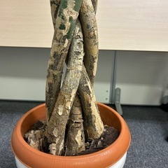 観葉植物　編み込みパキラの画像