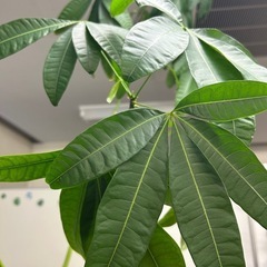 観葉植物　編み込みパキラの画像