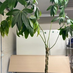 観葉植物　編み込みパキラの画像