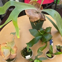 ビカクシダ色々❗️の画像